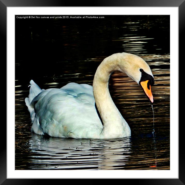 swan on the lake Framed Mounted Print by Derrick Fox Lomax