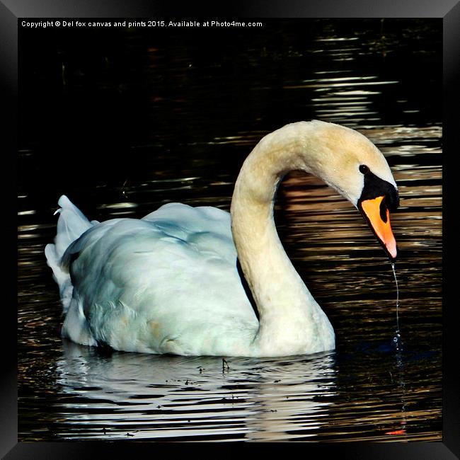  swan on the lake Framed Print by Derrick Fox Lomax
