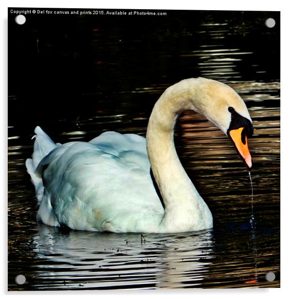  swan on the lake Acrylic by Derrick Fox Lomax