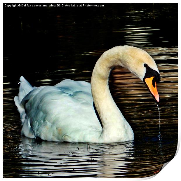  swan on the lake Print by Derrick Fox Lomax