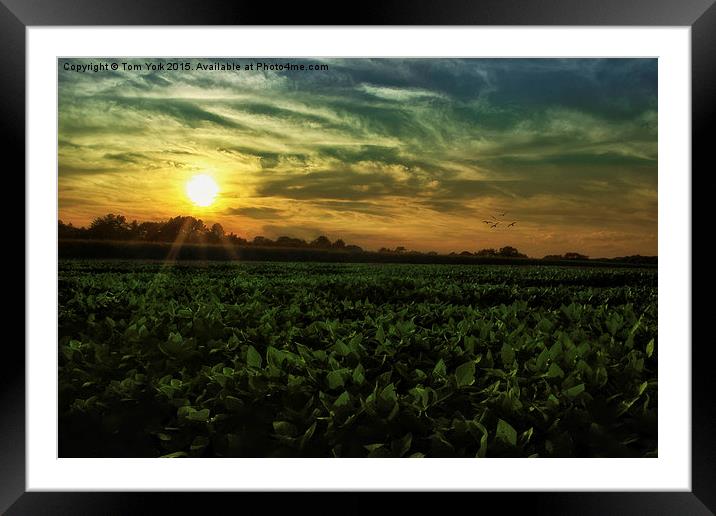 Another Country Sunset Framed Mounted Print by Tom York