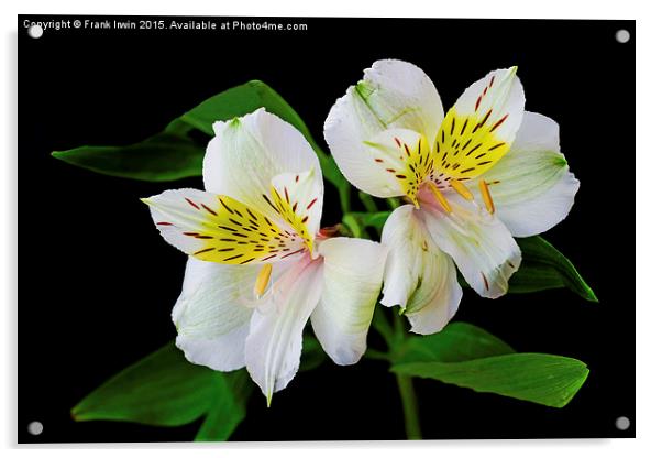 Alstromeria in all its glory Acrylic by Frank Irwin