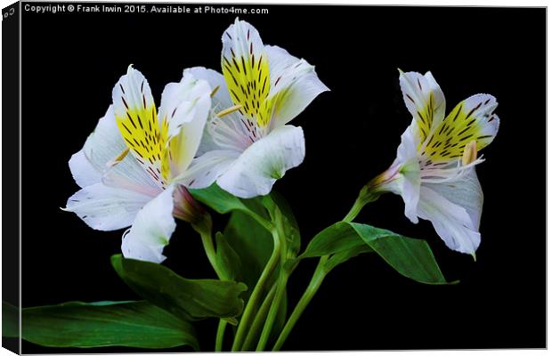 Alstromeria in all its glory Canvas Print by Frank Irwin