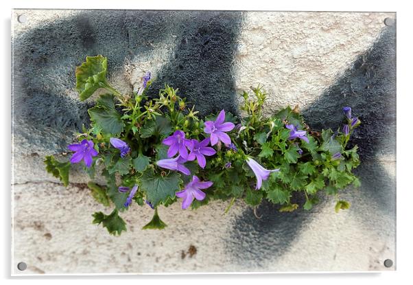  flowers in the wall Acrylic by Marinela Feier