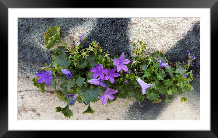  out of the wall flower Framed Mounted Print by Marinela Feier
