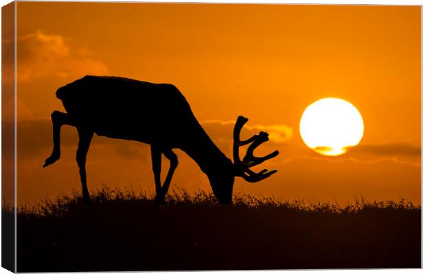 wild sunset Canvas Print by Kelvin Rumsby