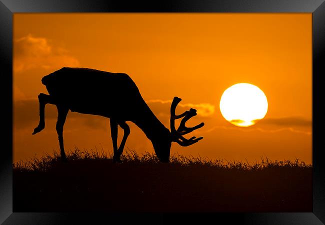 wild sunset Framed Print by Kelvin Rumsby