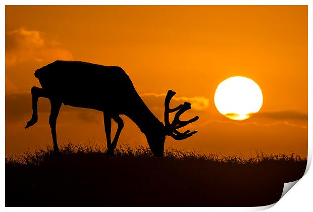 wild sunset Print by Kelvin Rumsby