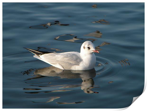 Docile Seagull Print by Ben Tasker