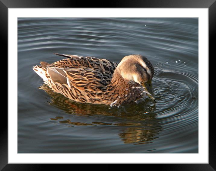 Splashing Duck Framed Mounted Print by Ben Tasker