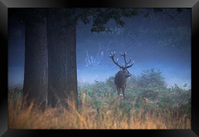  Richmond Park Stag Framed Print by Ian Hufton