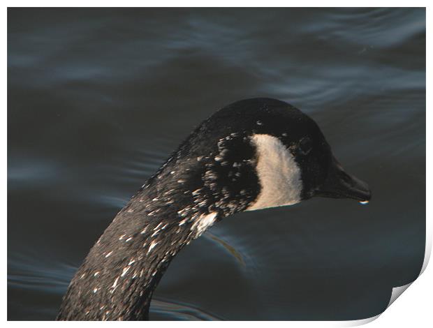 Goose Profile Print by Ben Tasker