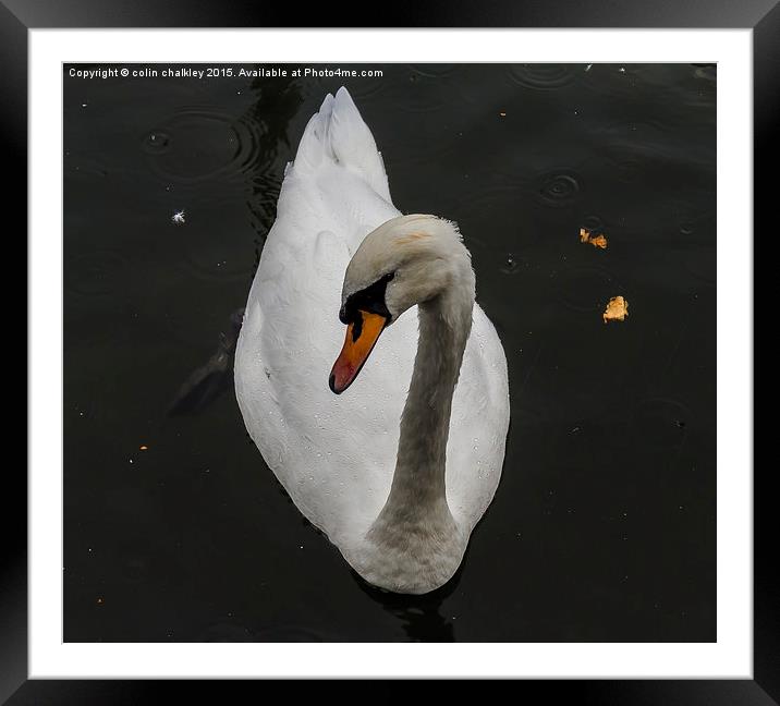 Swan in the Rain Framed Mounted Print by colin chalkley