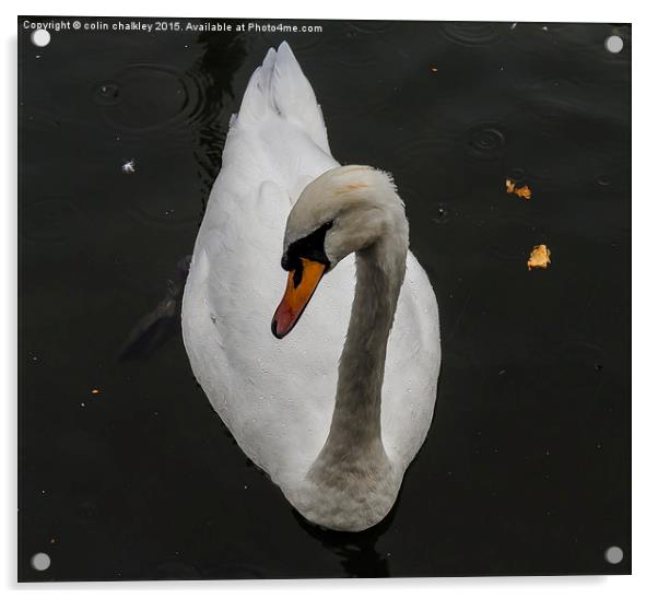 Swan in the Rain Acrylic by colin chalkley