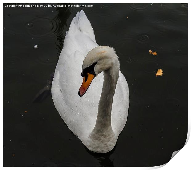  Swan in the Rain Print by colin chalkley