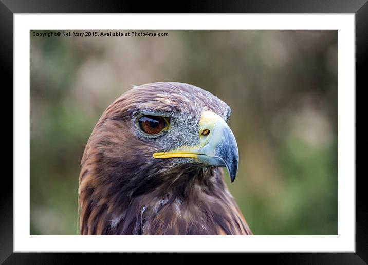  Shadow the Golden Eagle  Framed Mounted Print by Neil Vary