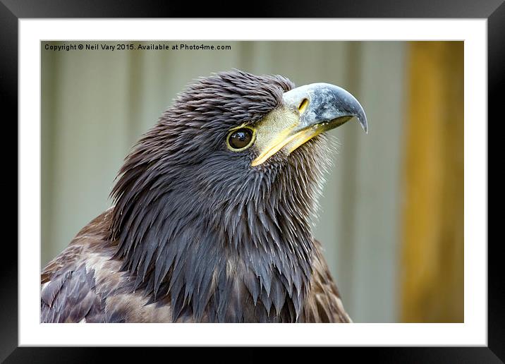  Bald Eagle  Framed Mounted Print by Neil Vary
