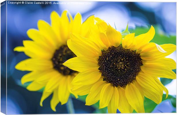  Sunflowers Canvas Print by Claire Castelli