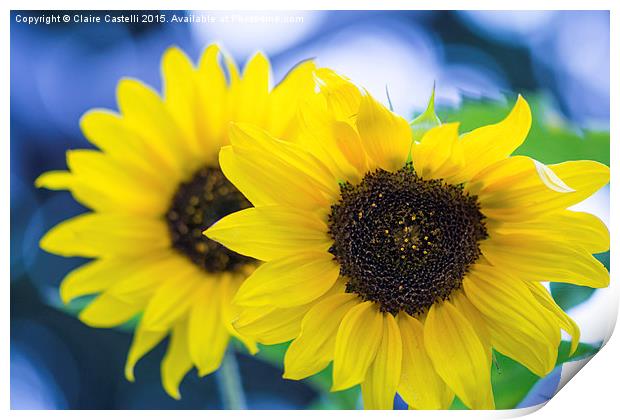  Sunflowers Print by Claire Castelli
