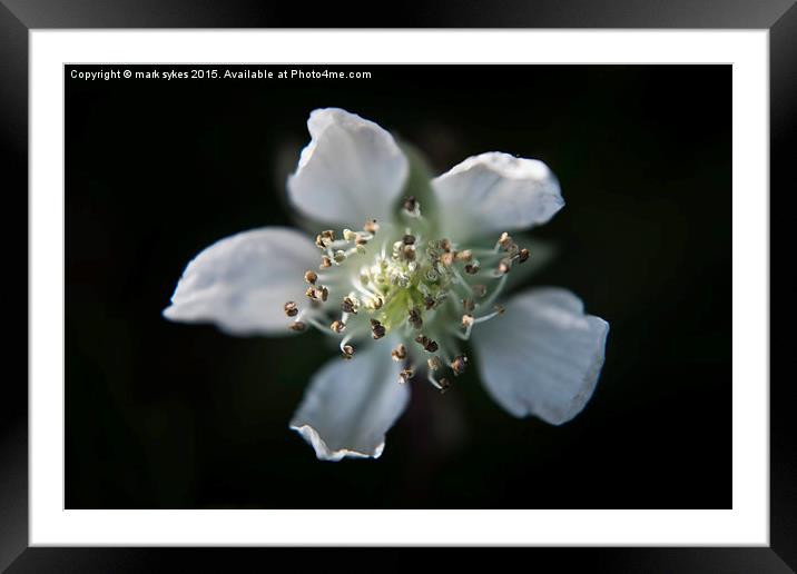  Wild Weed Flowering Framed Mounted Print by mark sykes