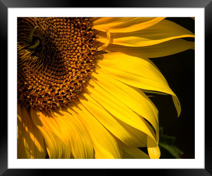  Find the Spider in the Sunflower Framed Mounted Print by Belinda Greb