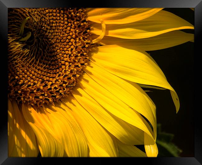  Find the Spider in the Sunflower Framed Print by Belinda Greb