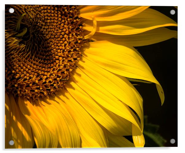  Find the Spider in the Sunflower Acrylic by Belinda Greb