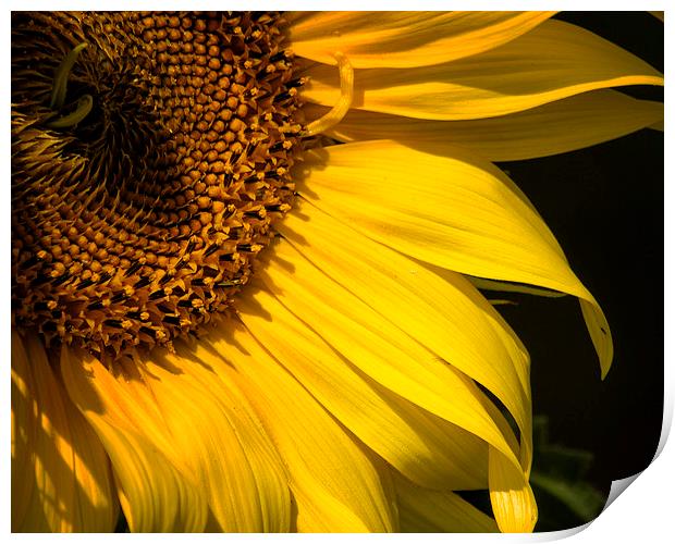  Find the Spider in the Sunflower Print by Belinda Greb