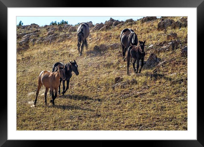  Garcia Herding His Band - Pryor Mustangs Framed Mounted Print by Belinda Greb