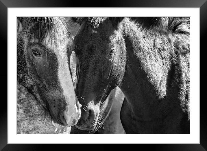  Bachelor Stallions  BW - Pryor Mustangs Framed Mounted Print by Belinda Greb