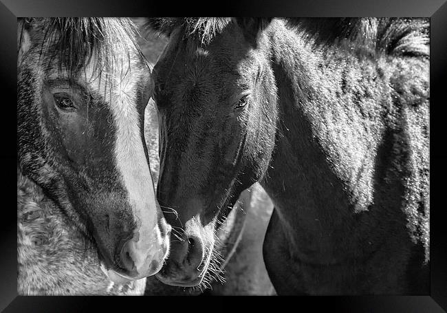  Bachelor Stallions  BW - Pryor Mustangs Framed Print by Belinda Greb
