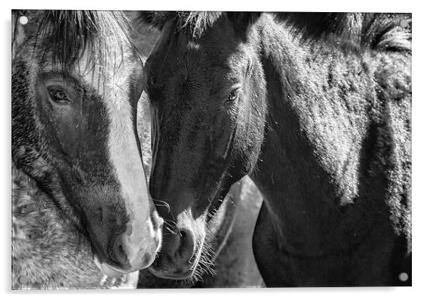  Bachelor Stallions  BW - Pryor Mustangs Acrylic by Belinda Greb