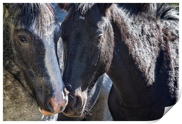  Bachelor Stallions - Pryor Mustangs Print by Belinda Greb