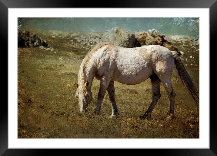  Cloud - Pryor Mustang Framed Mounted Print by Belinda Greb