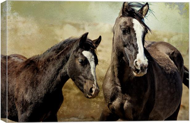  Feldspar and Ohanzee - Pryor Mustangs Canvas Print by Belinda Greb