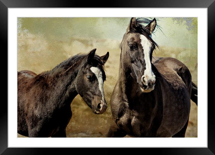  Feldspar and Ohanzee - Pryor Mustangs Framed Mounted Print by Belinda Greb
