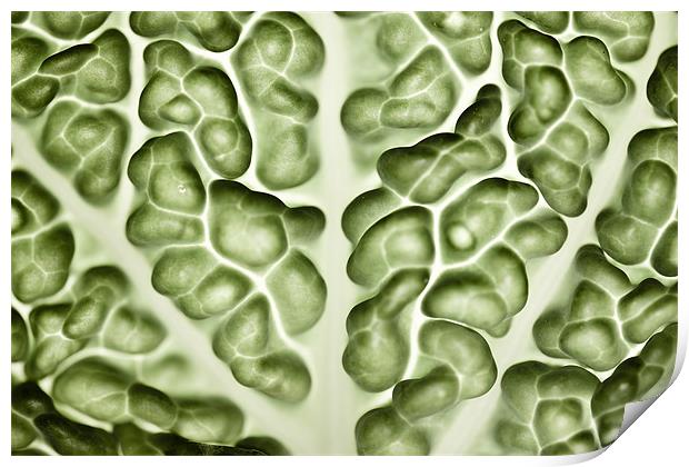 Close-up of a backlit savoy cabbage Print by Gabor Pozsgai