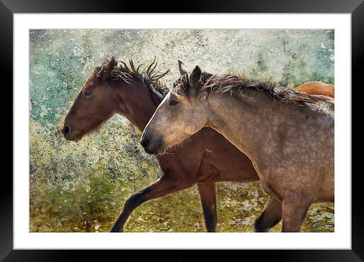  Running Free - Pryor Mustangs Framed Mounted Print by Belinda Greb