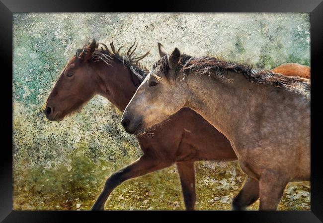  Running Free - Pryor Mustangs Framed Print by Belinda Greb