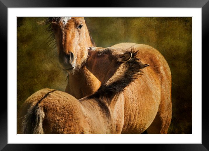  Horsing Around No. 1 - Pryor Mustangs Framed Mounted Print by Belinda Greb