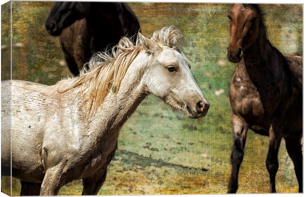  Nimbus, No. 2 - Pryor Mustang Canvas Print by Belinda Greb