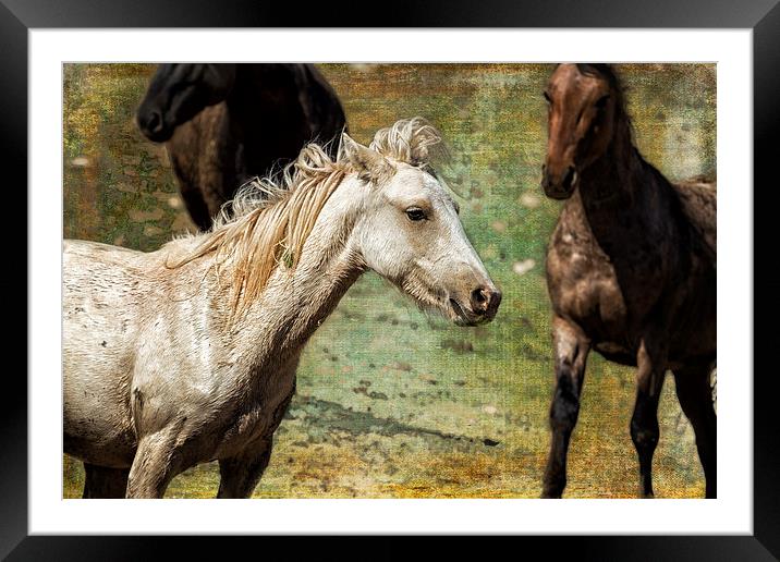  Nimbus, No. 2 - Pryor Mustang Framed Mounted Print by Belinda Greb