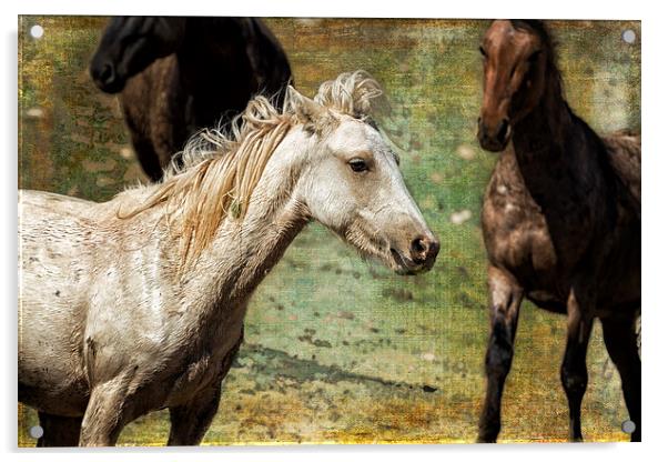  Nimbus, No. 2 - Pryor Mustang Acrylic by Belinda Greb