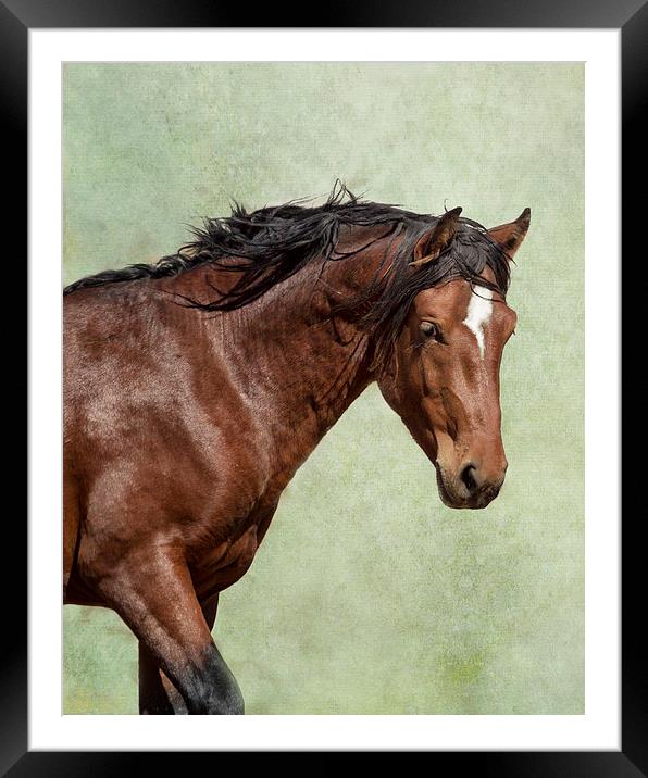  London - Pryor Mustang Framed Mounted Print by Belinda Greb