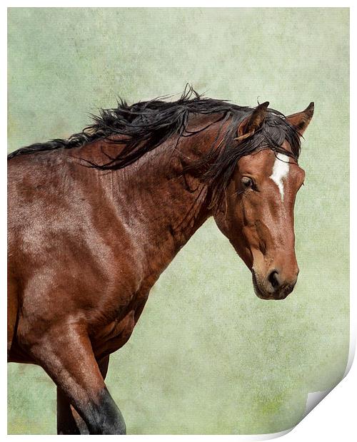  London - Pryor Mustang Print by Belinda Greb