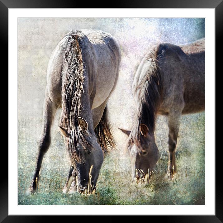  Grazing on Light and Freedom - Pryor Mustangs Framed Mounted Print by Belinda Greb