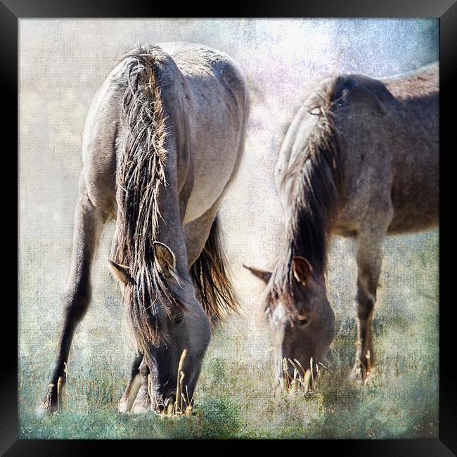  Grazing on Light and Freedom - Pryor Mustangs Framed Print by Belinda Greb
