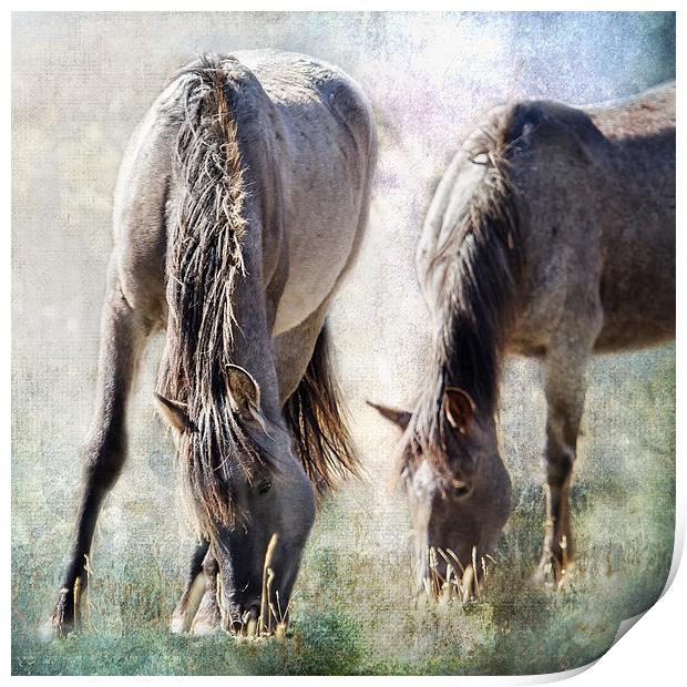  Grazing on Light and Freedom - Pryor Mustangs Print by Belinda Greb