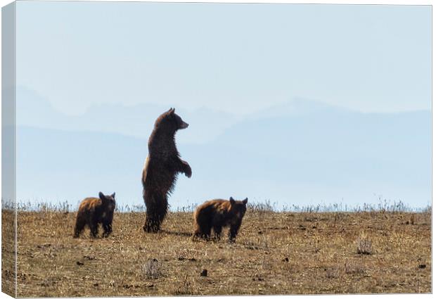  Standing Cinnamon Black Bear with Two Cubs at Pry Canvas Print by Belinda Greb