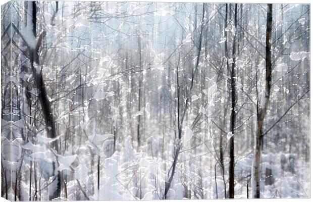 Sparkles in the Snow Canvas Print by Ann Garrett